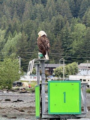 A bald eagle.