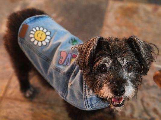 My heart & love Zoey girl in her levi jacket May 23, 2024. I love her so much. she 10 years old.