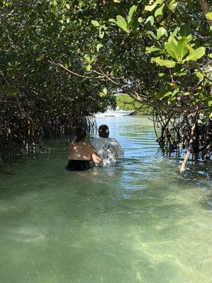 Short shallow walkway through a mangrove tunnel.