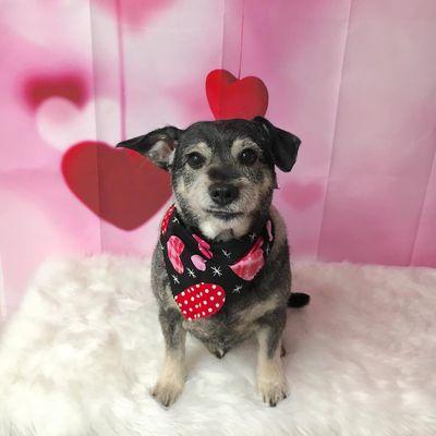 A Diamond In The Ruff Grooming Parlour, LLC