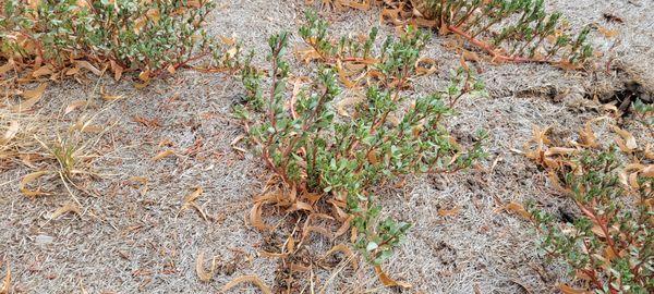 He put new sod on top of old weeds