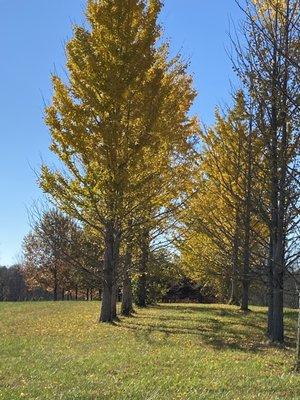 Carl Ray Landscape Nursery