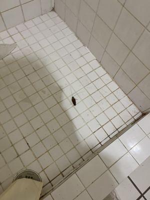 Two roaches in shower
