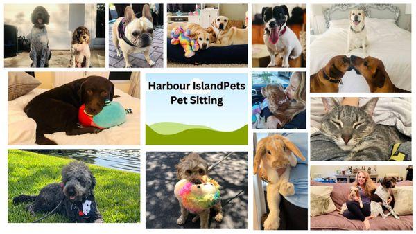 Harbour Island Pets