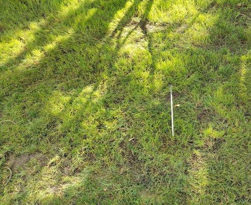 Ruined marked off only inch tall new grass. Did this around every stake marking area not to cut.