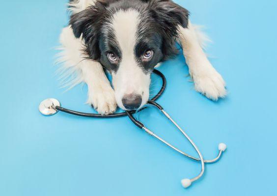 Central Animal Hospital