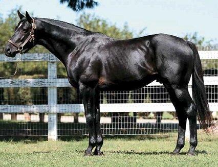 Special T Thoroughbreds