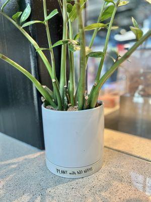 Someone, please name this plant! I suggest Justin, but I'm sure he's open to suggestions.