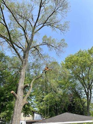 Rdgzmke tree removal