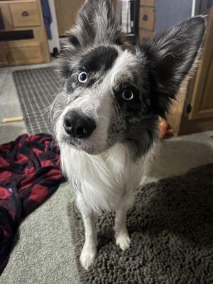 River Bend Pet Center