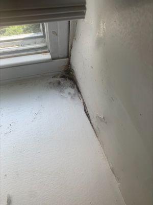 Black mold ...