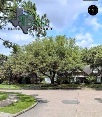 Texas Elite Arborist