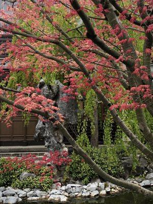Ink and Brush Fine Tree Pruning