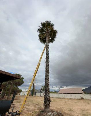 Pelayo Landscaping Services