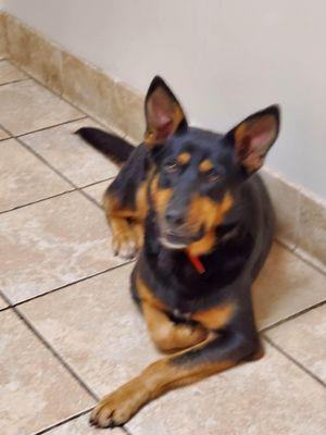 Mississippi Coalition for Animal Protection