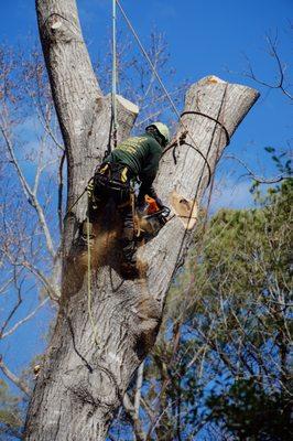 Alpha and Omega Tree Service