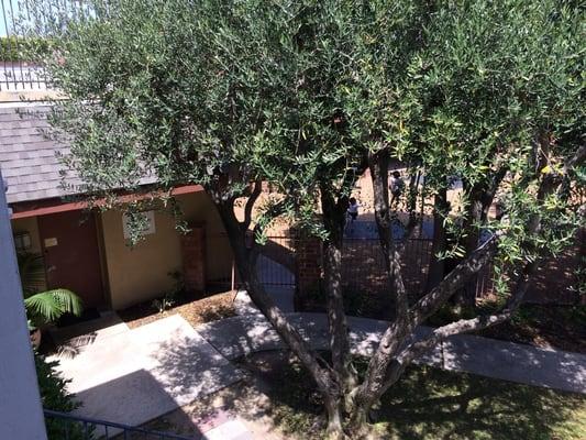 Pacifica Montessori School