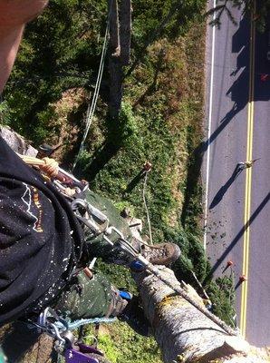 Conor atop a arge fir tree.