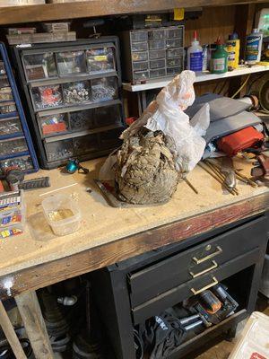 Northwest Bee Removal