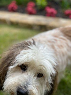 2 Dreamers Pet Salon