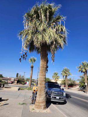 Jesses A-1 Tree Service