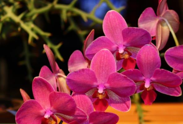 Boston Flower & Garden Show