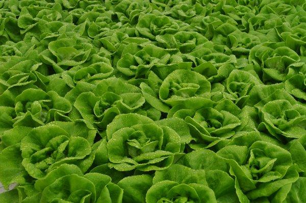 Go Green Agriculture