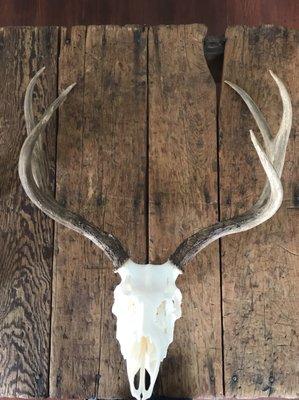 Cedar River Taxidermy