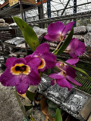 OFE Orchid Supplies