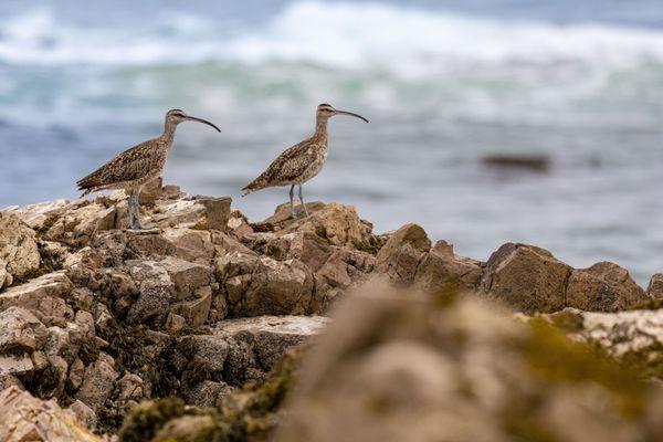 Pescadero State Beach