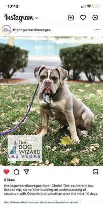 The Dog Wizard - San Diego