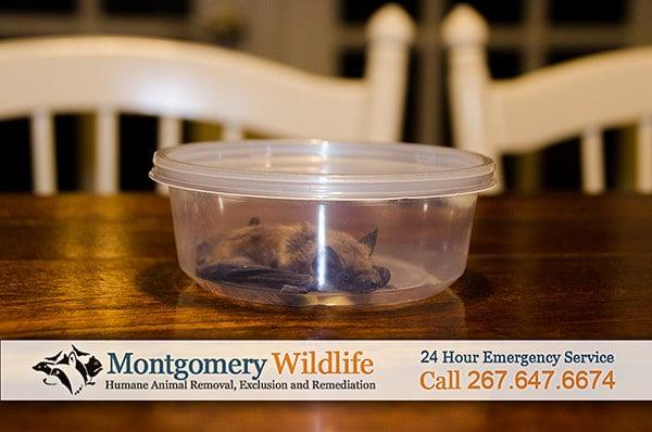 Montgomery Wildlife