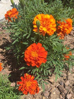 Discovery Garden Park