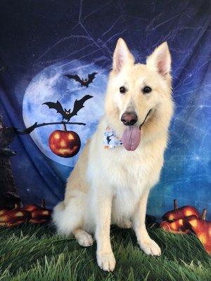 Freshly groomed dog!