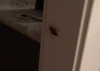 Entec Pest Management