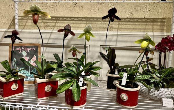 Chadwick & Son Orchids