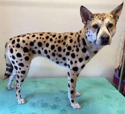 Only Pet safe dye is used to create this beautiful groom