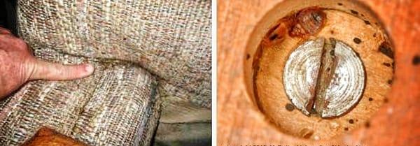 Bed Bugs & Beyond @ Budget Suites!