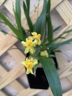 Oncidium Oro