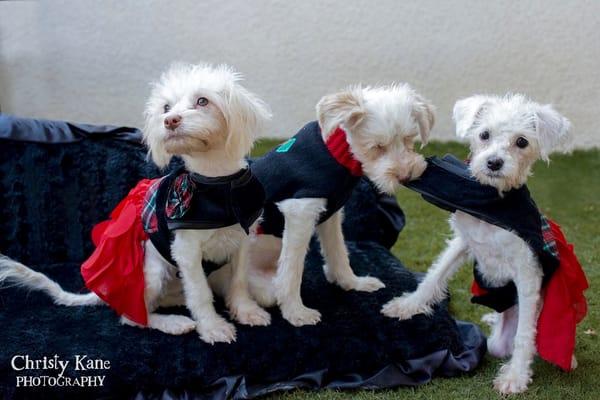 Saving K9 Lives Plus