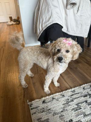 Yorktown Pet Grooming