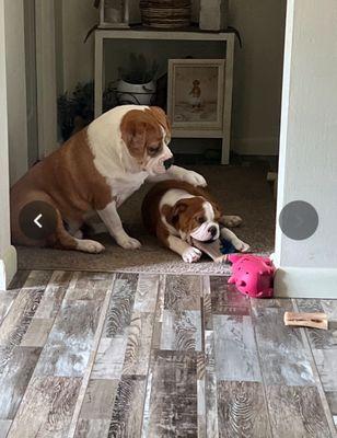 Wintersville Veterinary Hospital