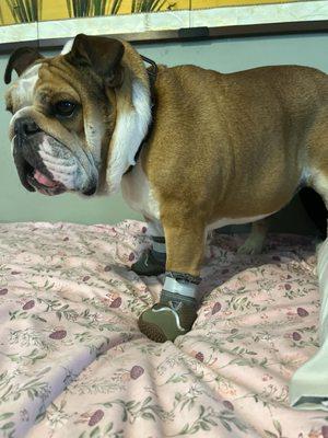 Gulliver Edward D Ms DVM