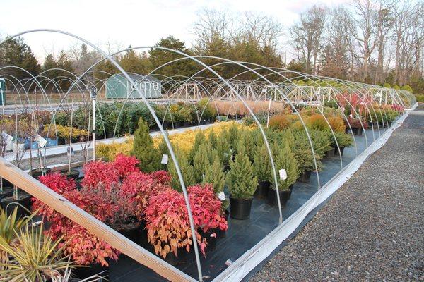 Gwazdacz Nursery & Greenhouses