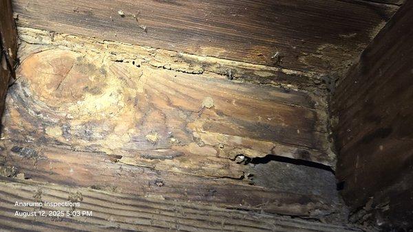 Green Mantis Pest Control