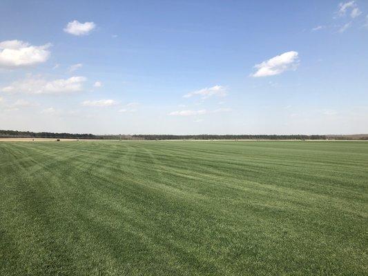 Monarch Turf Co. Sod