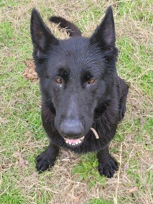 Triple S DDR German Shepherds