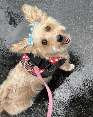 Furology Pet Grooming