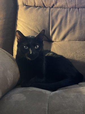 Carbondale Veterinary Hospital