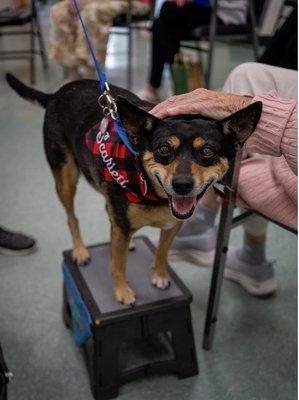 Alliance of Therapy Dogs